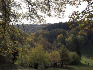 Eltville eröffnet 5,4 Kilometer langen Rundwanderweg in Rauenthal