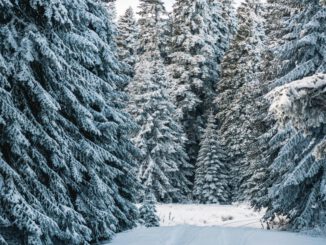 Regional und naturbelassen: Weihnachtsbäume zum Selbstaussuchen in Rüdesheim