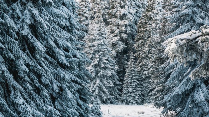 Regional und naturbelassen: Weihnachtsbäume zum Selbstaussuchen in Rüdesheim