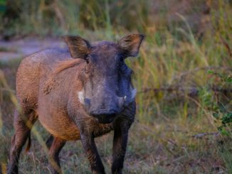 Rheingau Taunus Kreis verzeichnet seit zehn Monaten keinen neuen Fall der Afrikanischen Schweinepest