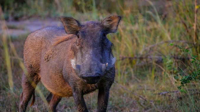 Rheingau Taunus Kreis verzeichnet seit zehn Monaten keinen neuen Fall der Afrikanischen Schweinepest